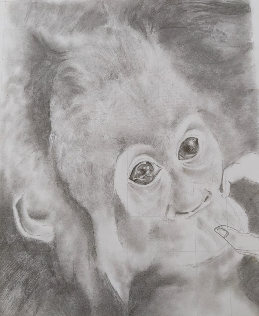 Baby Orangutan